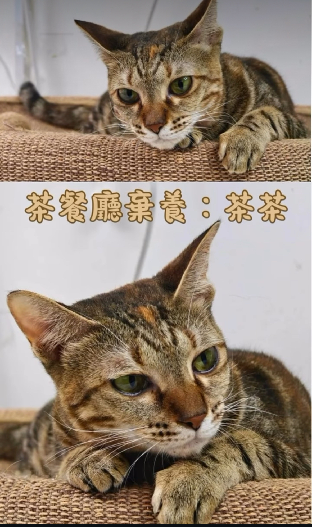 茶茶